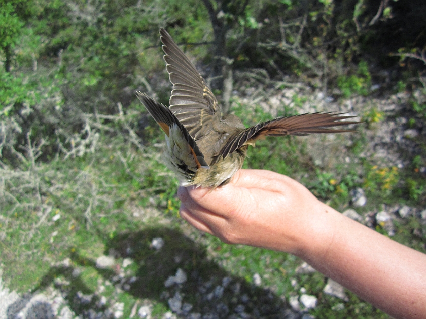 Bluethroat, Sundre 20120828